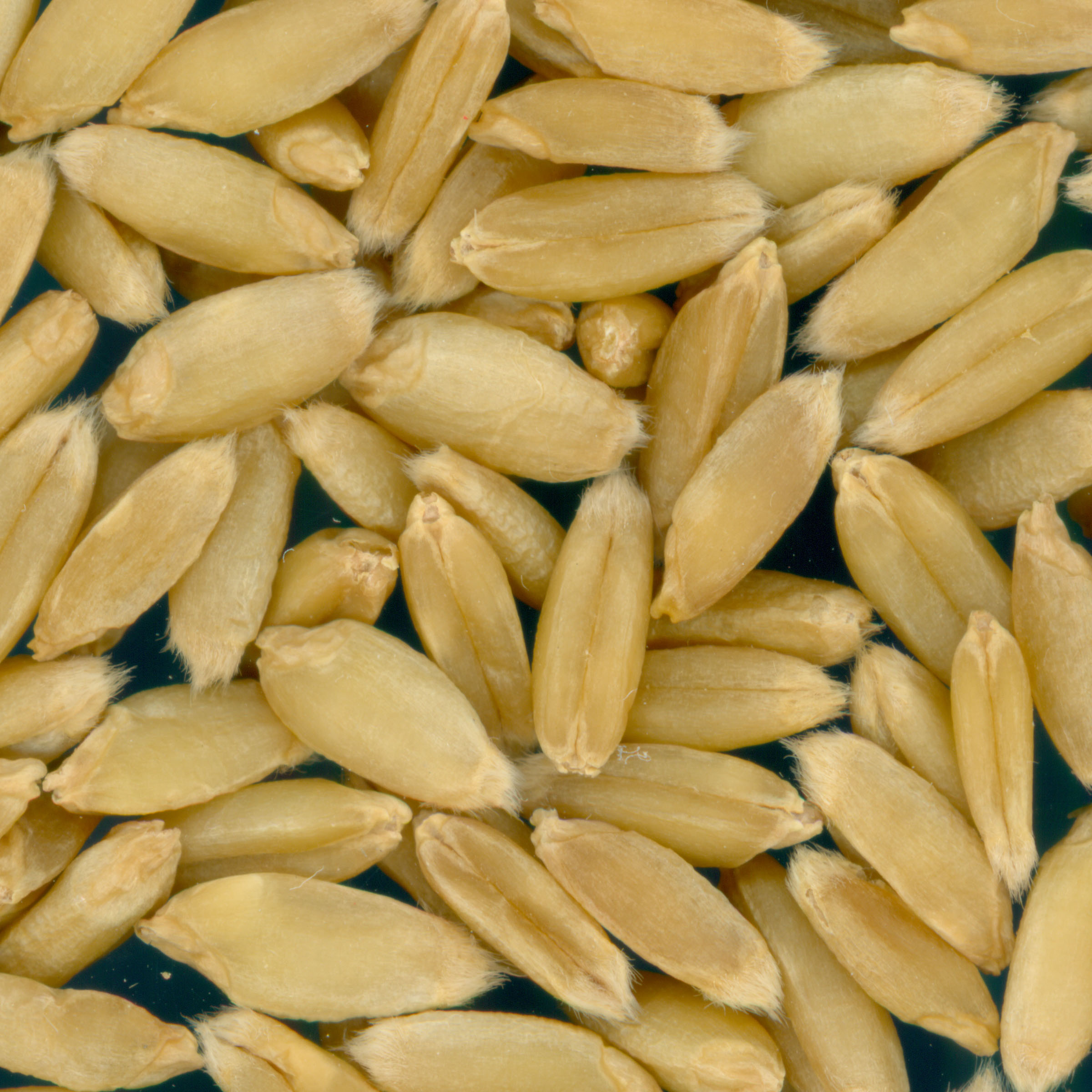 Click for 2 image(s) for this accession. KERNELS